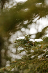 Pine & Sage 12 oz scented candle