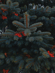 Holiday Berry 14.54 oz Liquid Hand Soap