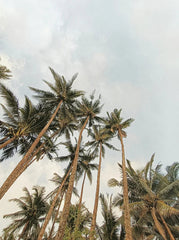 Sand + Paws Coconut Beach 12 oz scented candle