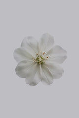 Sand + Paws Fresh Jasmine 12 oz scented candle