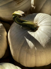 White Pumpkin 9.5 oz scented candle