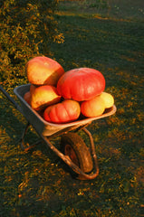 Autumn Harvest 20 oz Liquid Hand Soap