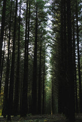 Sand + Paws Teakwood 11.5 oz scented candle