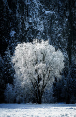 White Cypress 20 oz Liquid Hand Soap