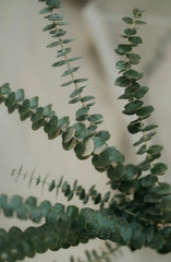 Eucalyptus & Sage 110 ml Reed Diffuser