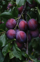 Sugar Plum 11.14 oz Liquid Hand Soap