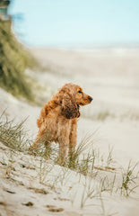 Sand + Paws Sun-n-Fun 12 oz scented candle