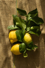 Olive Lemon 17.5 oz scented candle