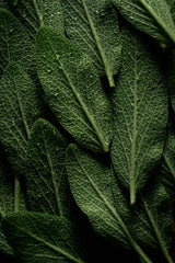 Sand + Paws Sage & Sea Salt 12 oz scented candle