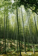 Sand + Paws Floral Bamboo 12 oz scented candle