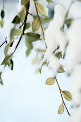 Snowy Eucalyptus 15.7 oz Liquid Hand Soap