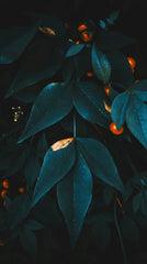 Midnight Blue Citrus 12 oz scented candle