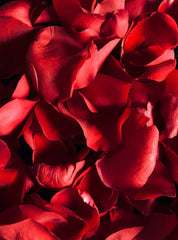 Rose Petals 15.7oz Liquid Hand Soap