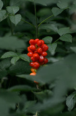 Berry Currant 10 oz scented candle