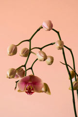 Sand + Paws Island Orchid 12 oz scented candle