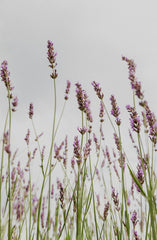 Lavender Natural Home 100ml Linen Spray