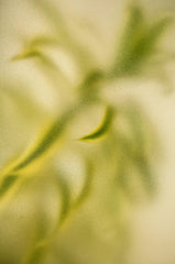 Lemongrass 10 oz scented candle