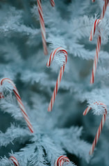 Candy Cane 12 oz scented candle