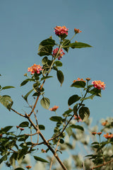 Roses & Sandalwood 12 oz scented candle