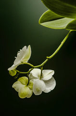 White Gardenia 15.7oz Liquid Hand Soap