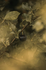 Black Currant 12 oz scented candle