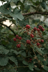 Seal Beach 11.5 oz scented candle