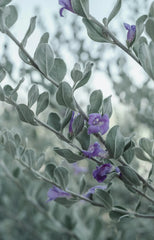 Eucalyptus & Lavender 12 oz scented candle