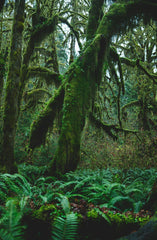 Fern & Moss 12 oz scented candle