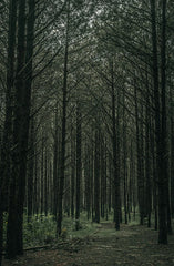 Teakwood 12.8 oz Liquid Hand Soap