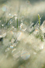 Spring Morning 50ml Perfume Oil Rollerball