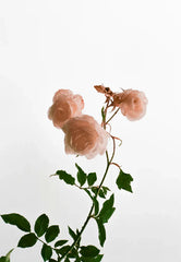 Rosewood Natural Home 11.5 oz scented candle