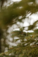 Pine & Sage 23 oz scented candle