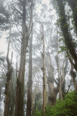 Sand + Paws Balsam & Cedar 12 oz scented candle