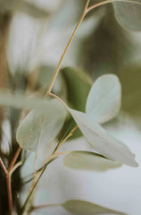 Sand + Paws Earthly Eucalyptus Mint 12 oz scented candle