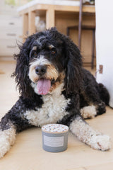 Sand + Paws Autumn Harvest 12 oz scented candle